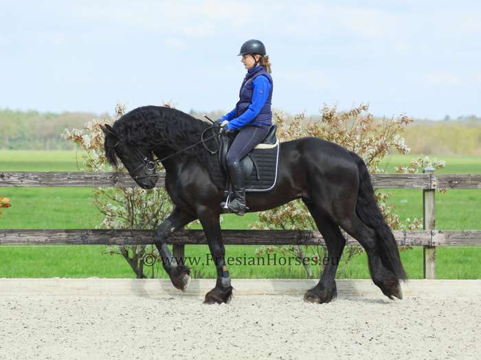 Friesian Stallion for Sale at FriesianHorses.eu Stallions
